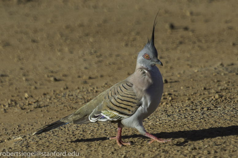 crested pigeon